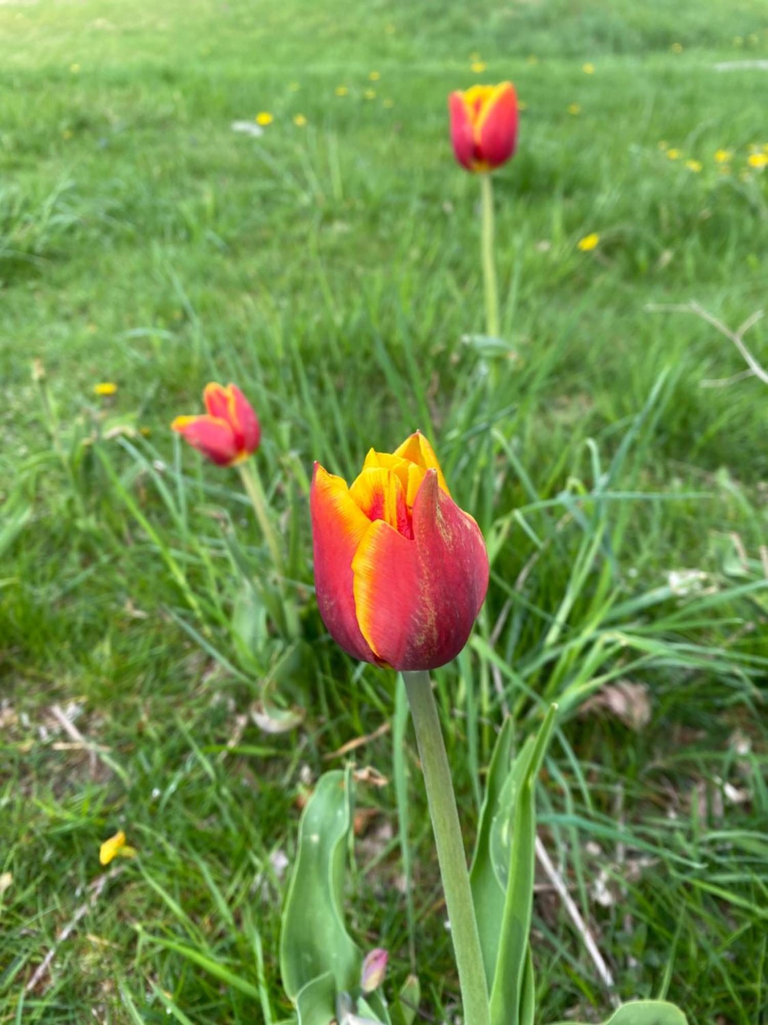 Idea Farm Otel Callicoon Center Dış mekan fotoğraf