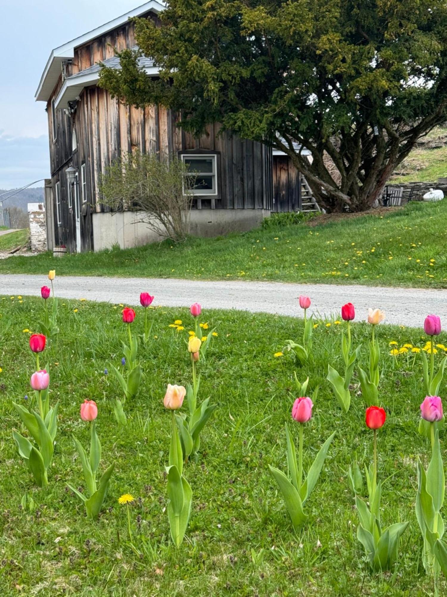 Idea Farm Otel Callicoon Center Dış mekan fotoğraf